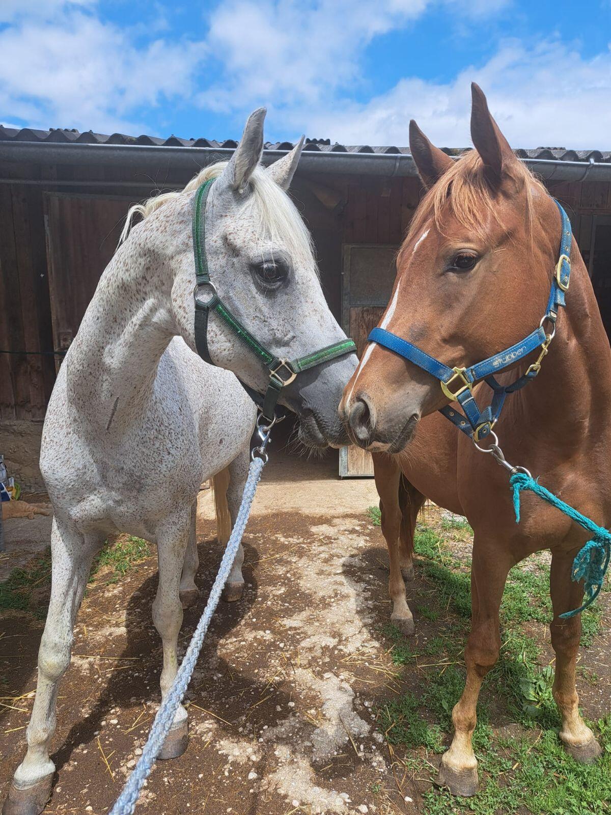 Quarter Stute aus 2023 2