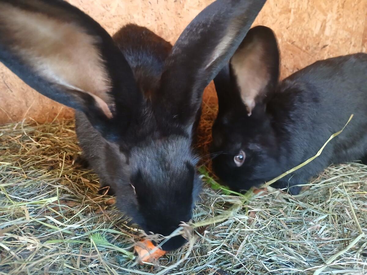 Riesen Hasen Weibchen 1