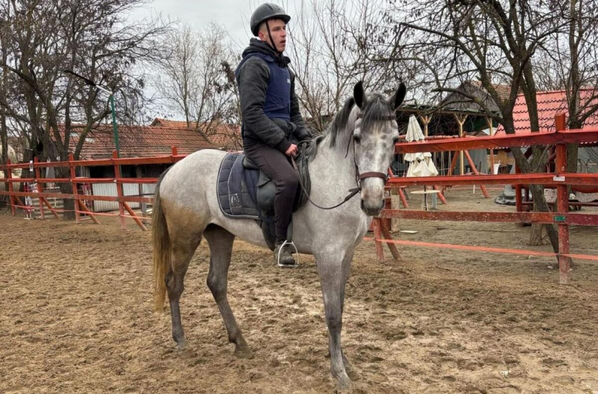 Ungarisches Sportpferd 1