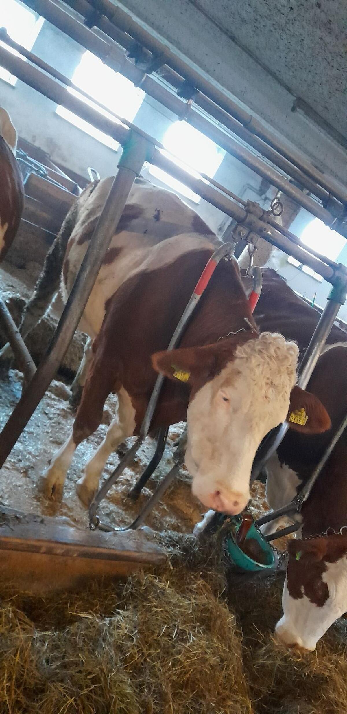 Bio Milchkuh trächtig 2