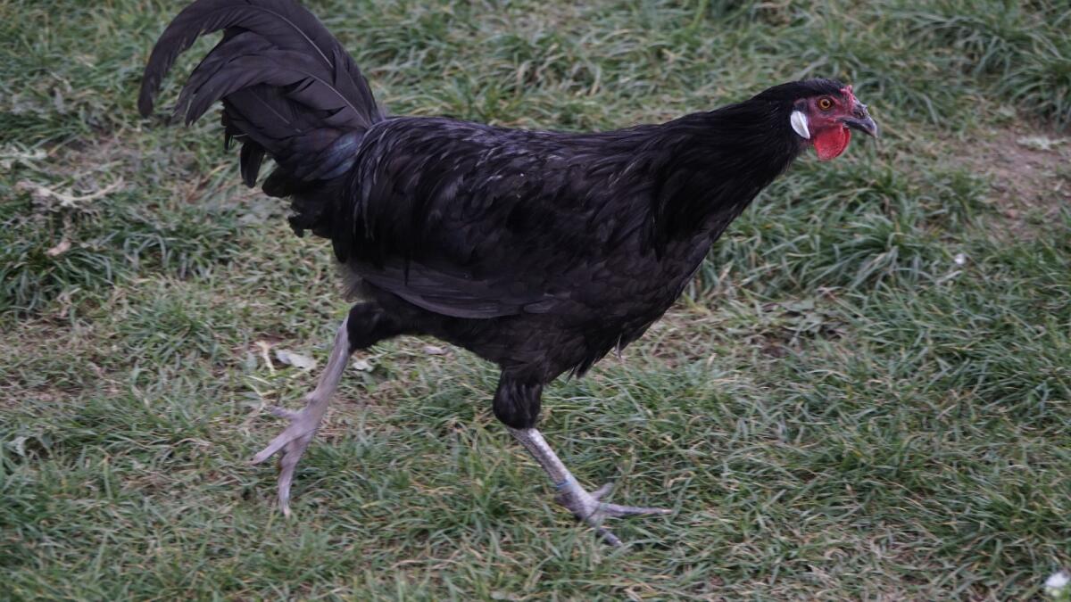 Rassehähne verschiedene Rassen 3