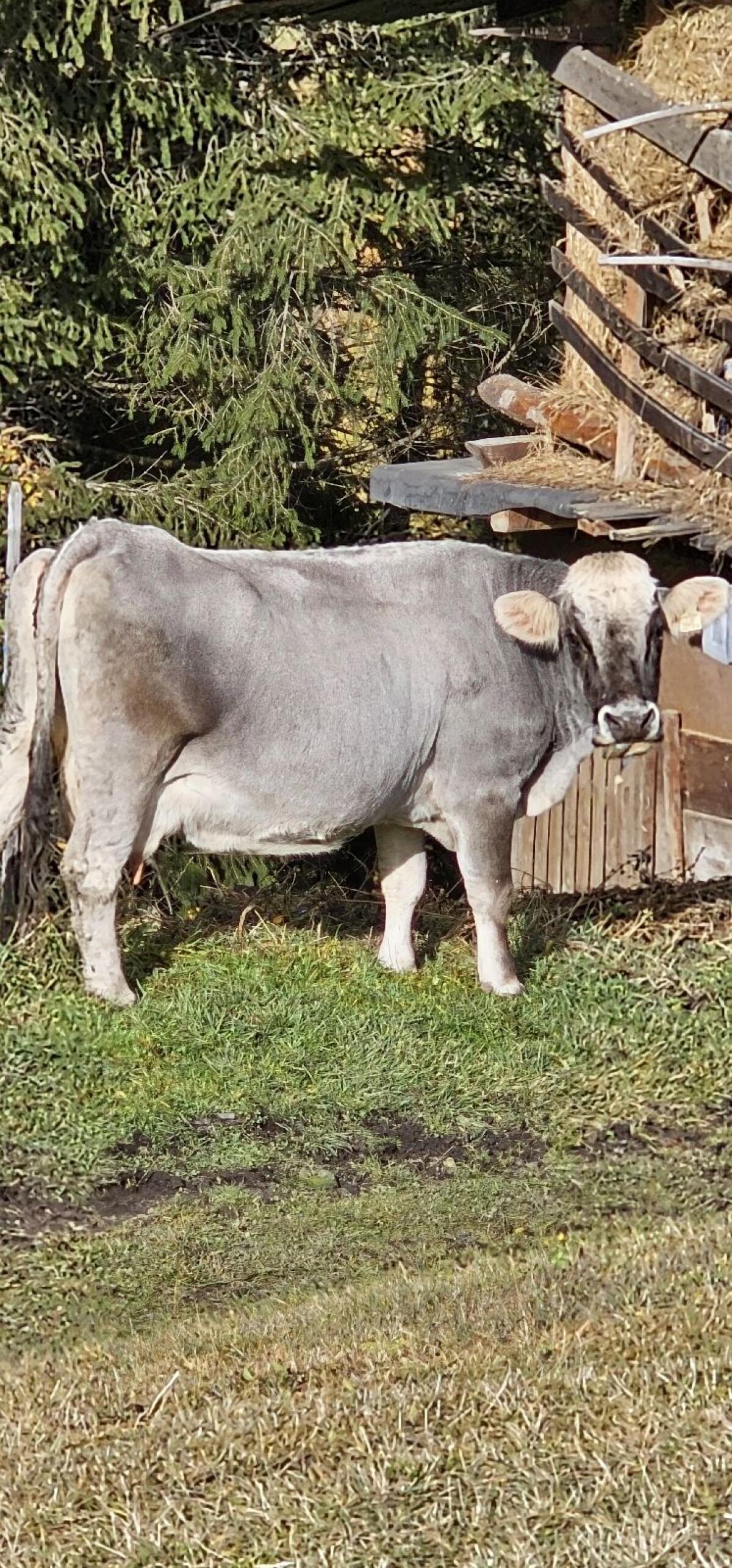 Mutterkuh mit Kalb zu verkaufen (Grauvieh) 1