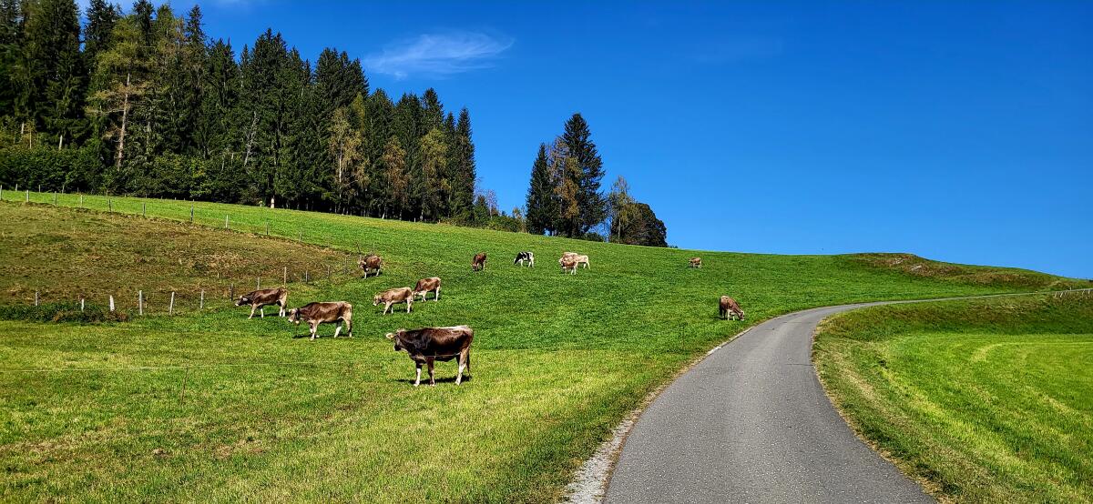 Braunvieh Kalbinnen und Kälber zu verkaufen 2