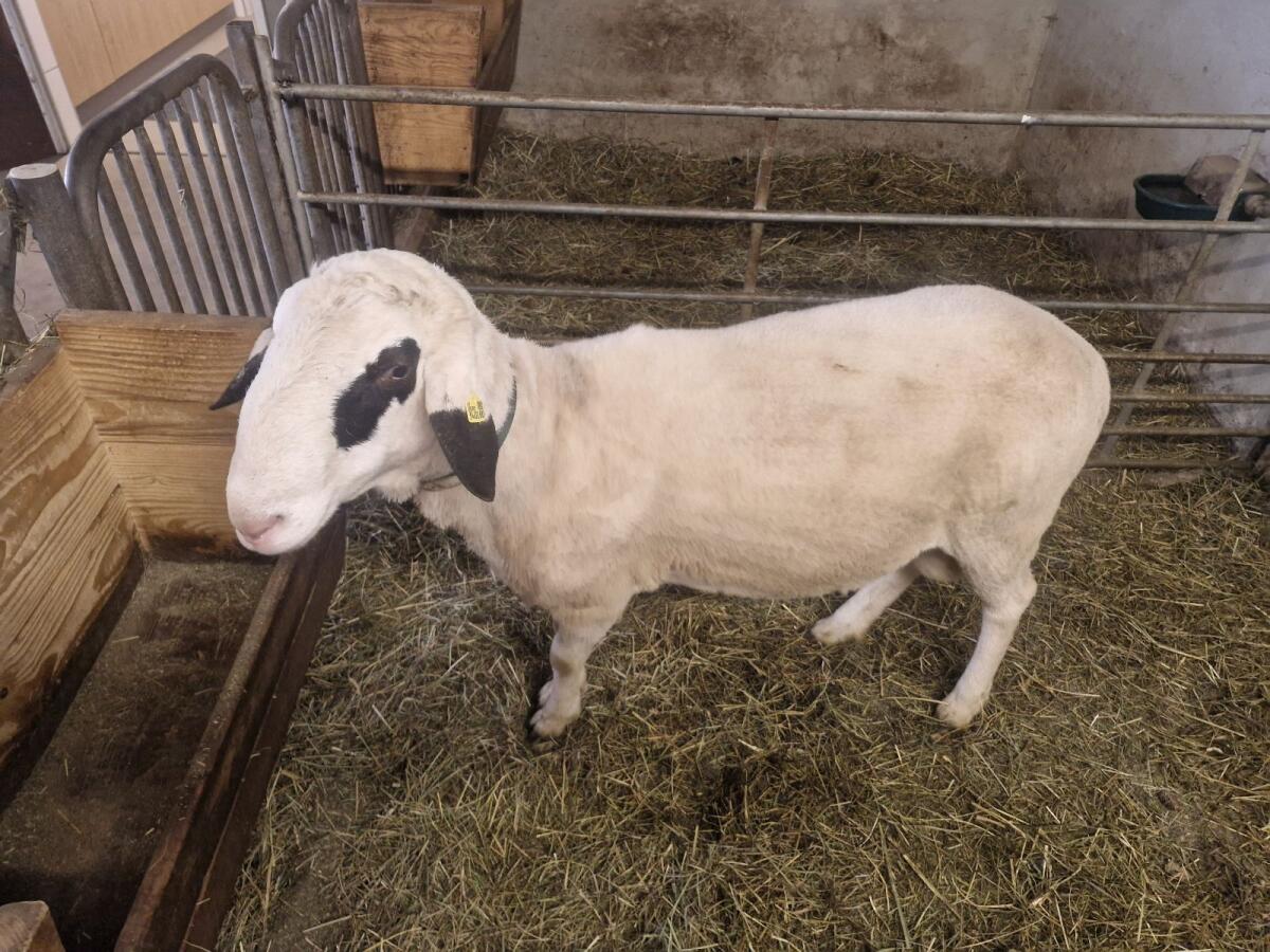 Brillenschaf Widder Matze 1