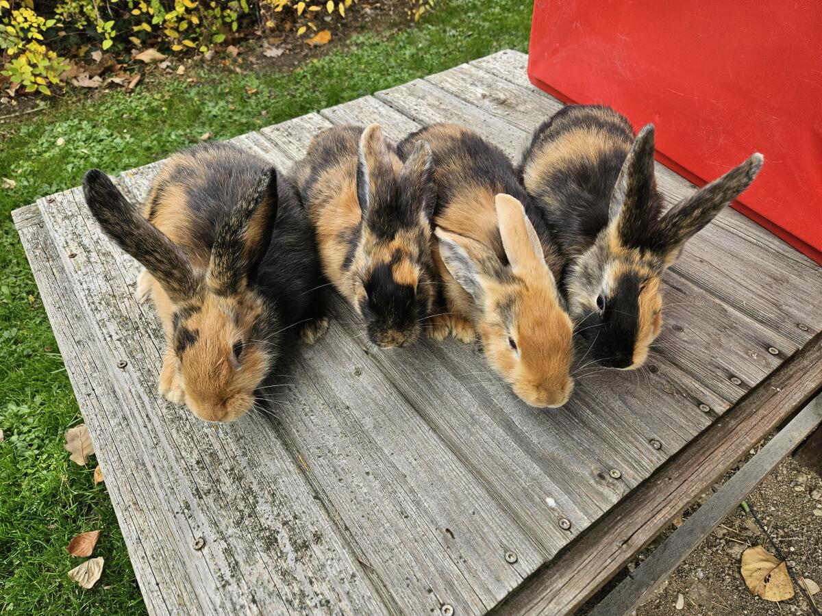 Japaner Kaninchen reinrassig 3