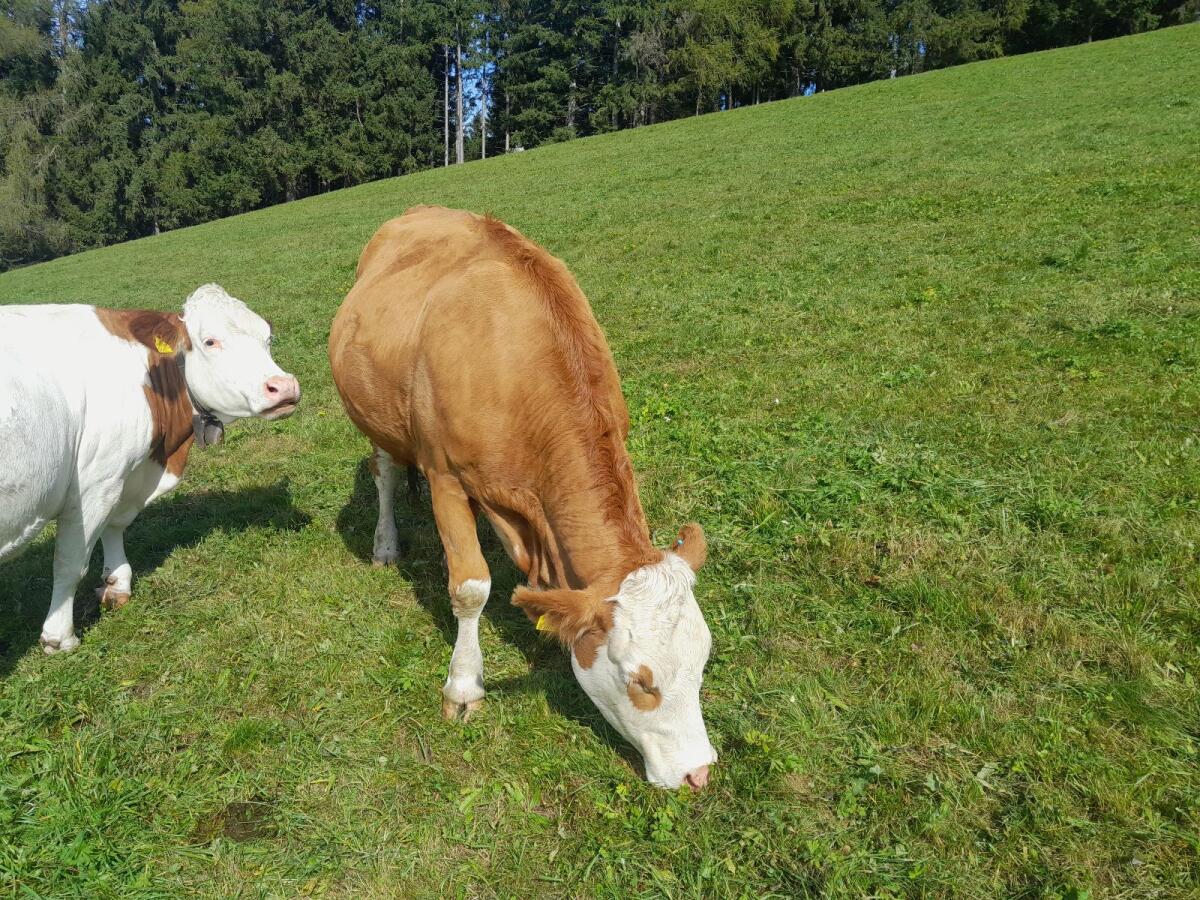 Verkaufe Bio-Kuh trächtig 1