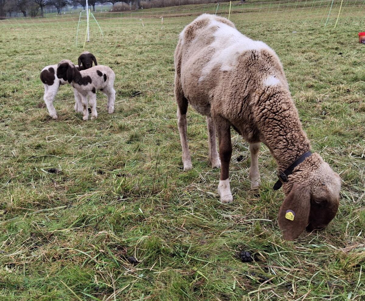 Verkauft geschecktes Bergschaf 2