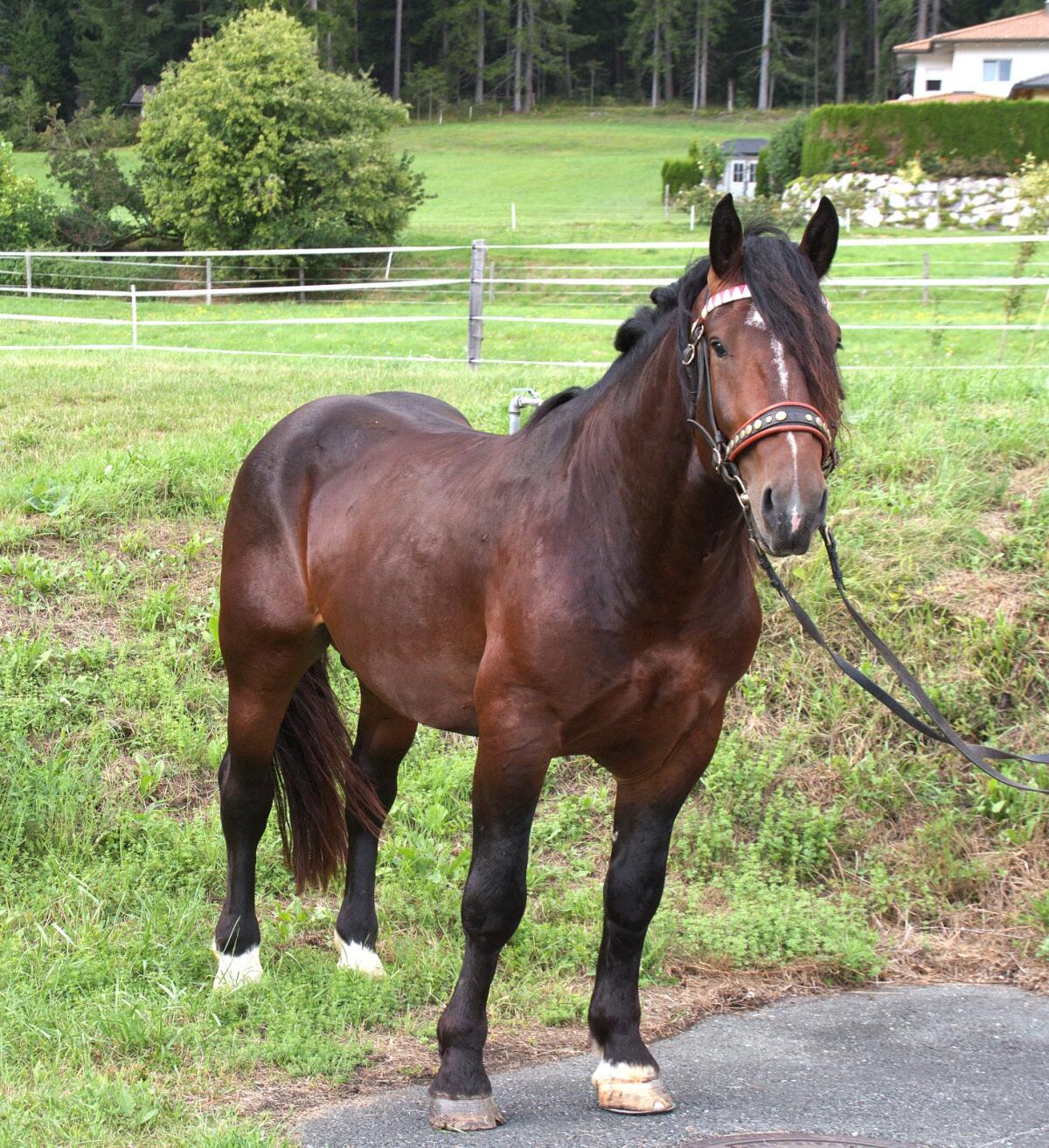 Noriker Hengst Vifikus Vulkan 3