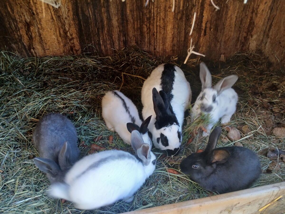 Riesen Hasen Junge 2