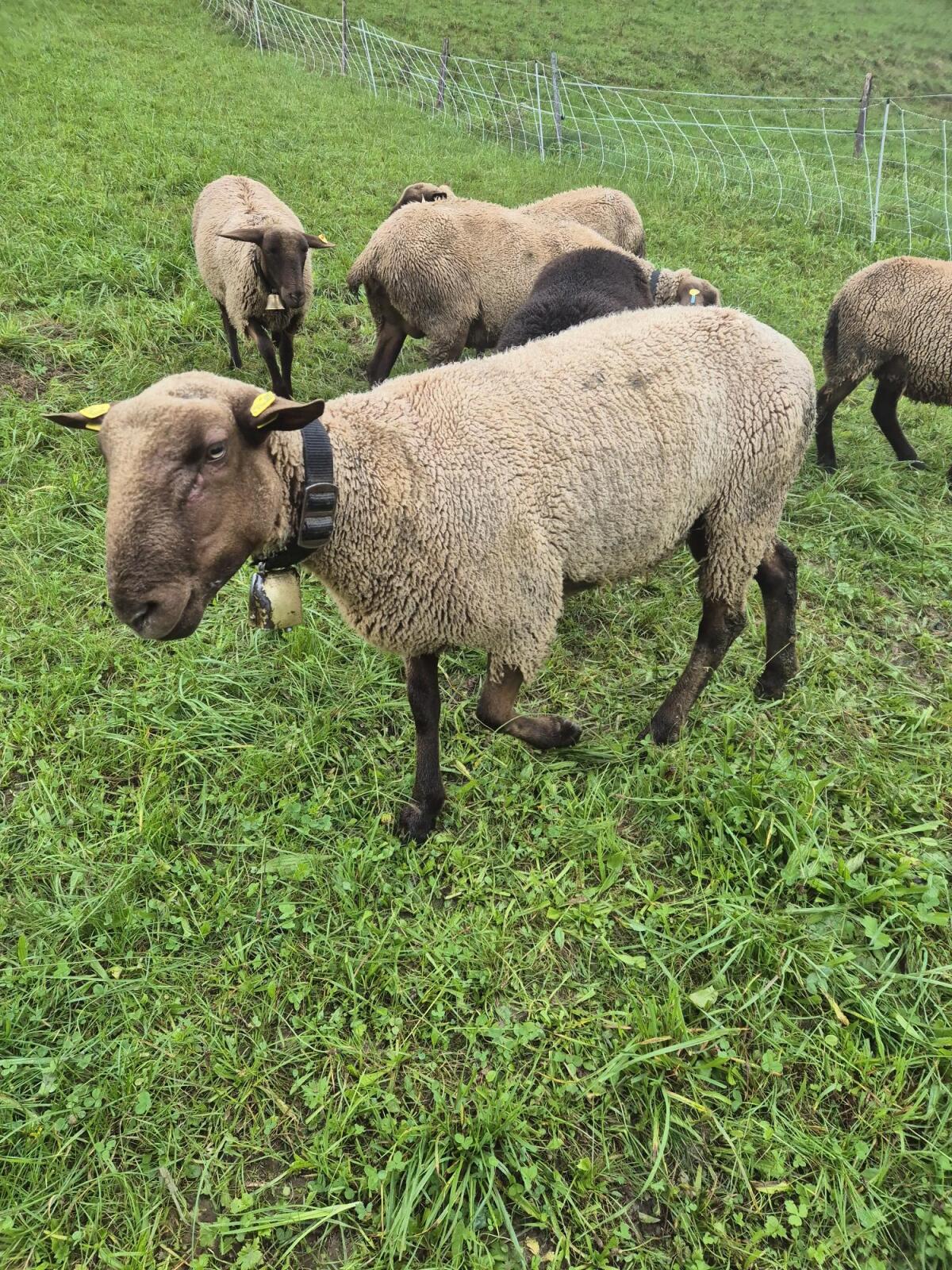 Verkaufe Jura Schafbock 1