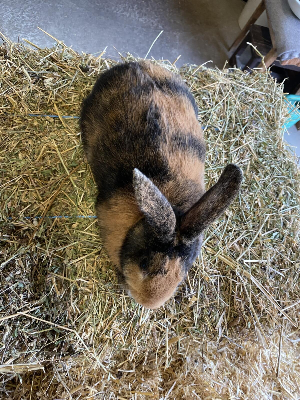 Japaner Rammler zu verkaufen 3