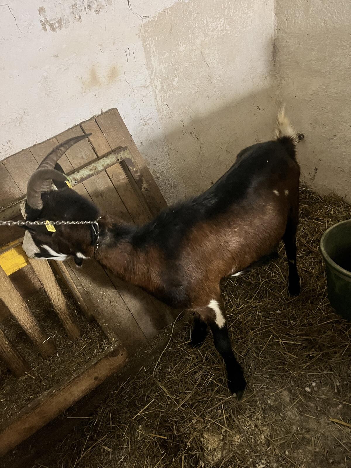 Tauernscheck Ziege 2