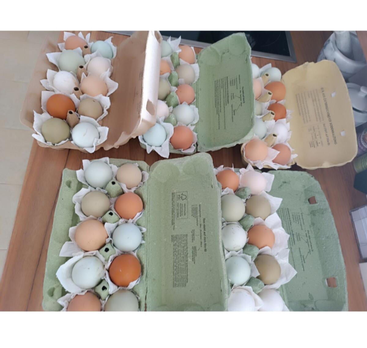 Mixküken aus bunten Eiern 2