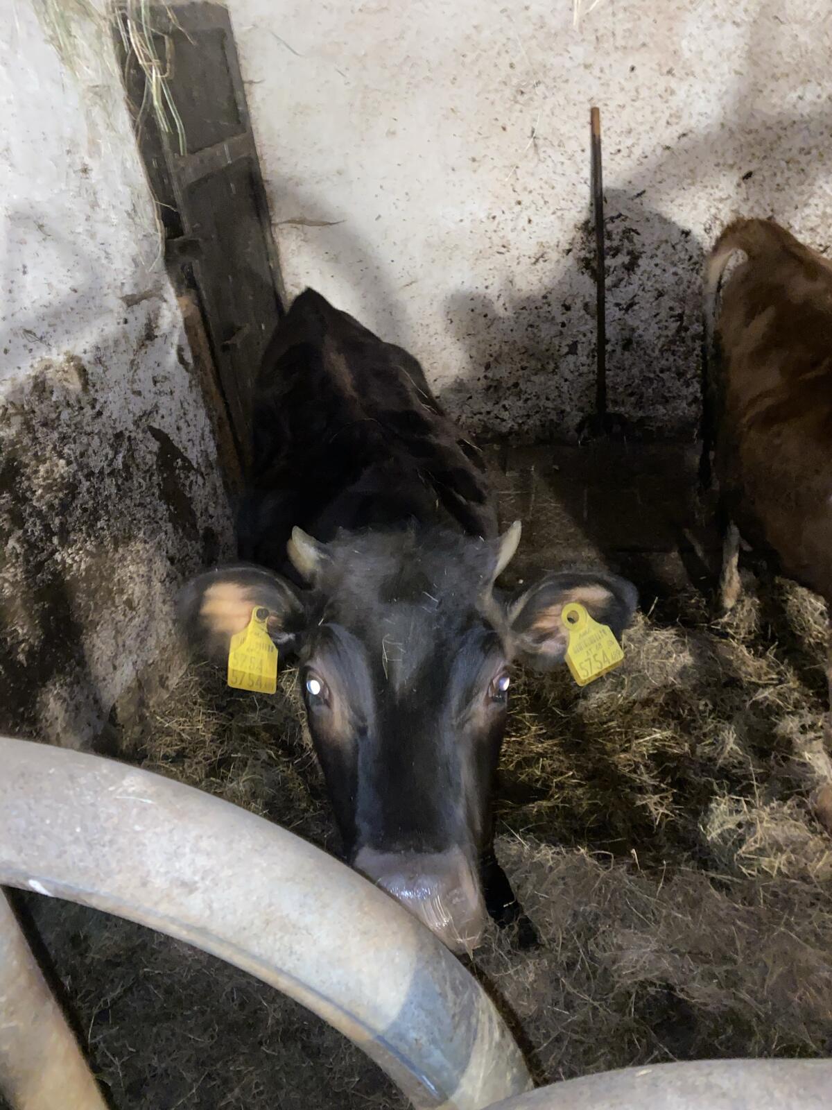 Jersey Kuhkälber 1 Jahr alt 1