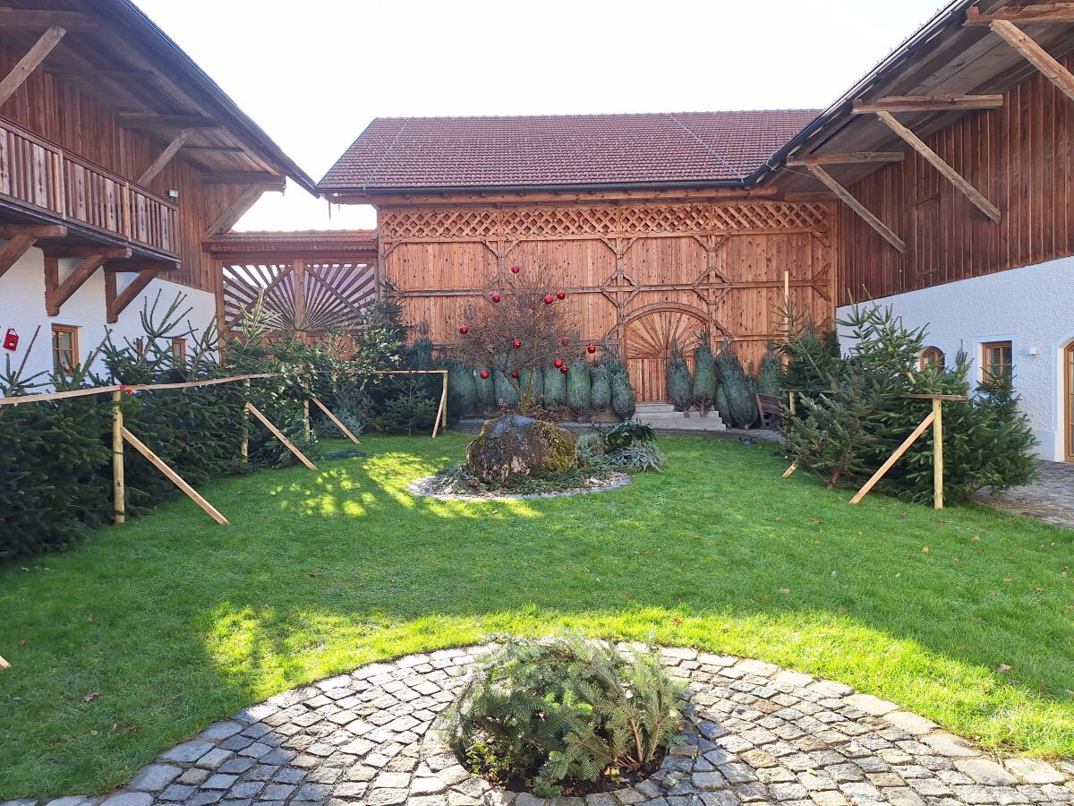 Alle Jahre wieder, kommt das… Christbäume, Nordmanntannen 3