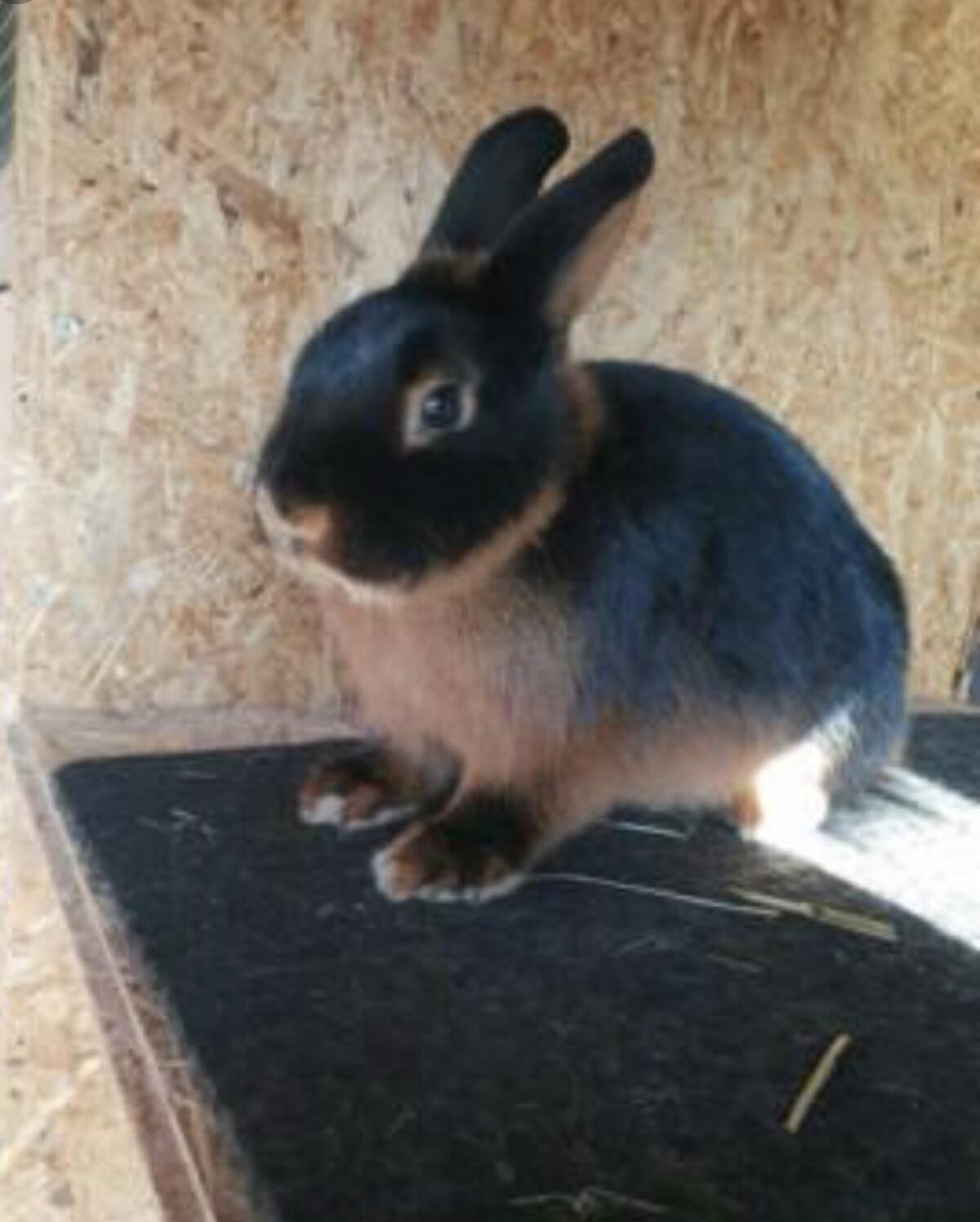 Schwarz Loh Kaninchen zu verkaufen 2