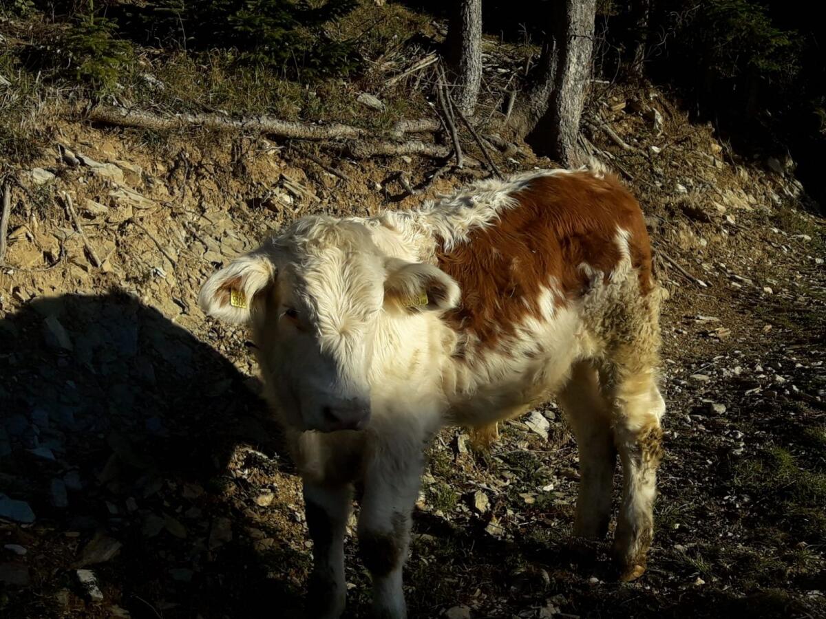 Ennstaler Bergschecken Kalbin und Stierkalb 3