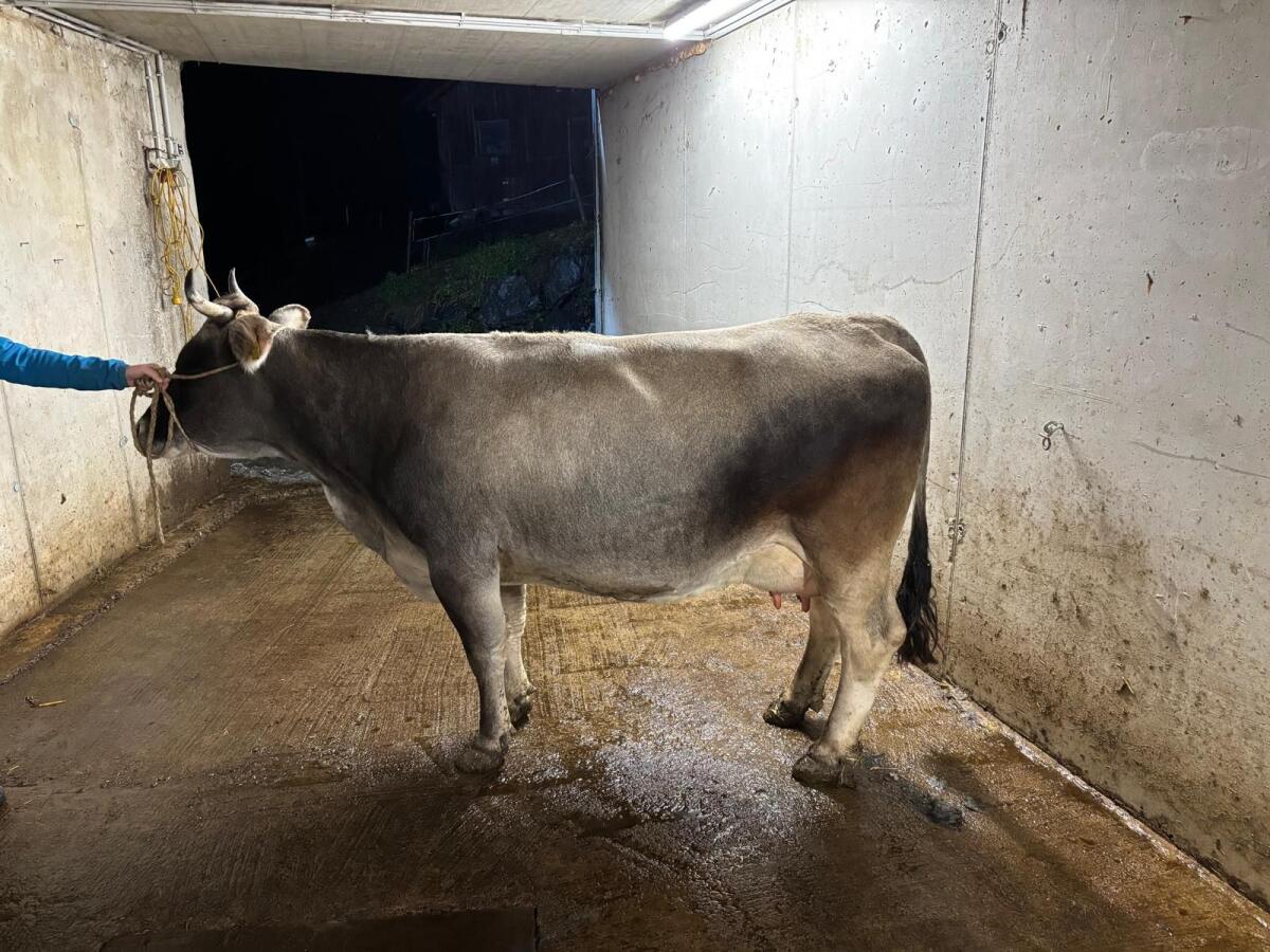 Tiroler Grauvieh Kuh 2