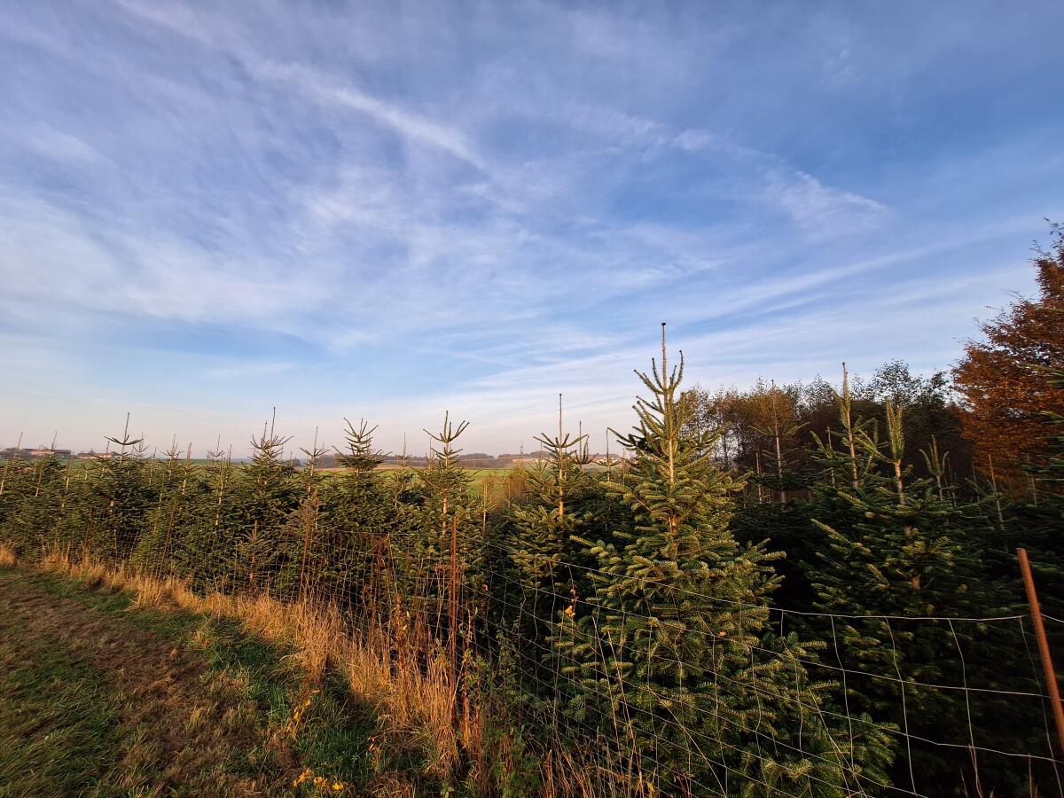 Alle Jahre wieder, kommt das… Christbäume, Nordmanntannen 2