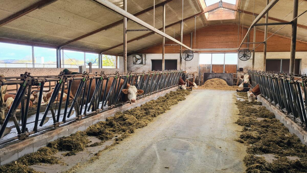 Landwirtschaftliche/r Mitarbeiter/in Milchwirtschaft gesucht 3