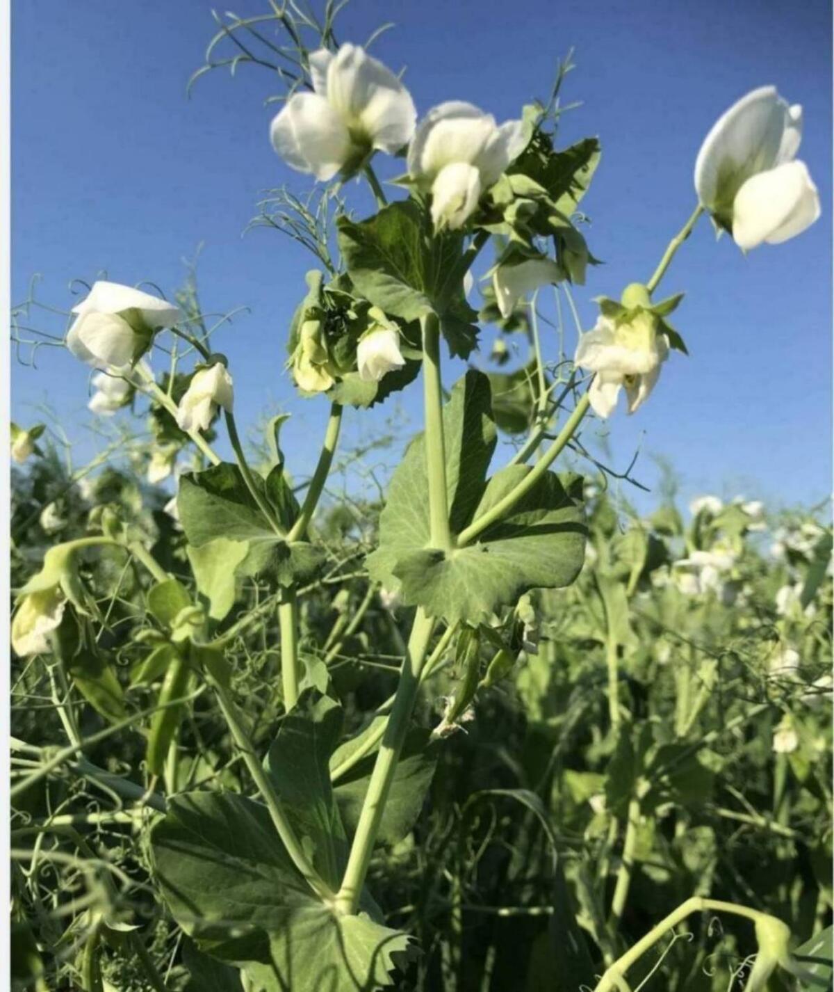 Suche Körnererbse 1