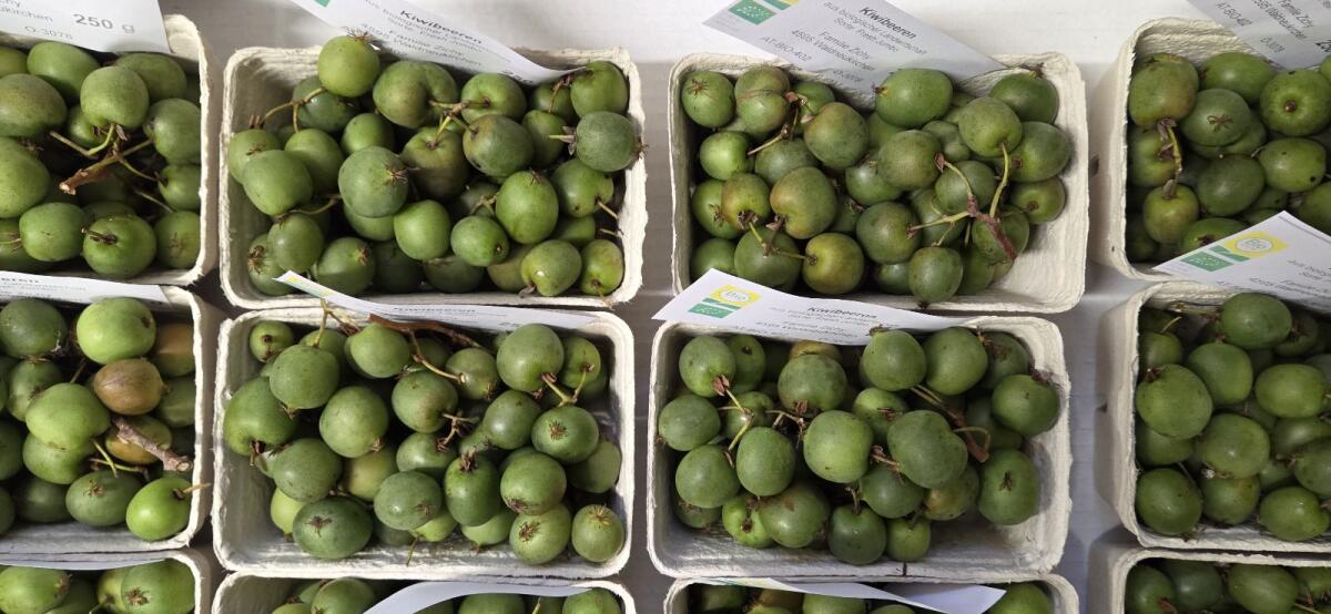 Minikiwi, Kiwibeeren 2