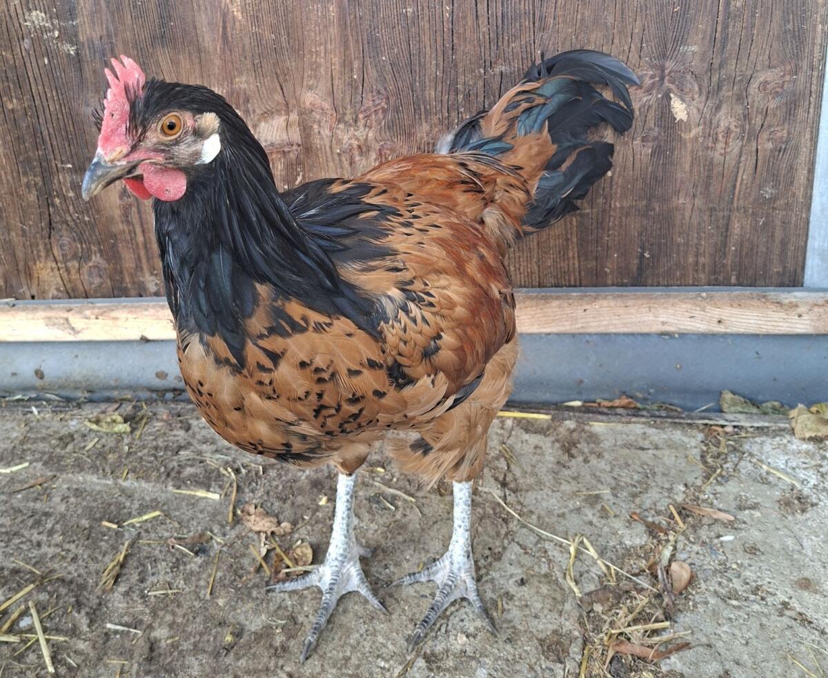 Hühner und Enten zu verschenken 1