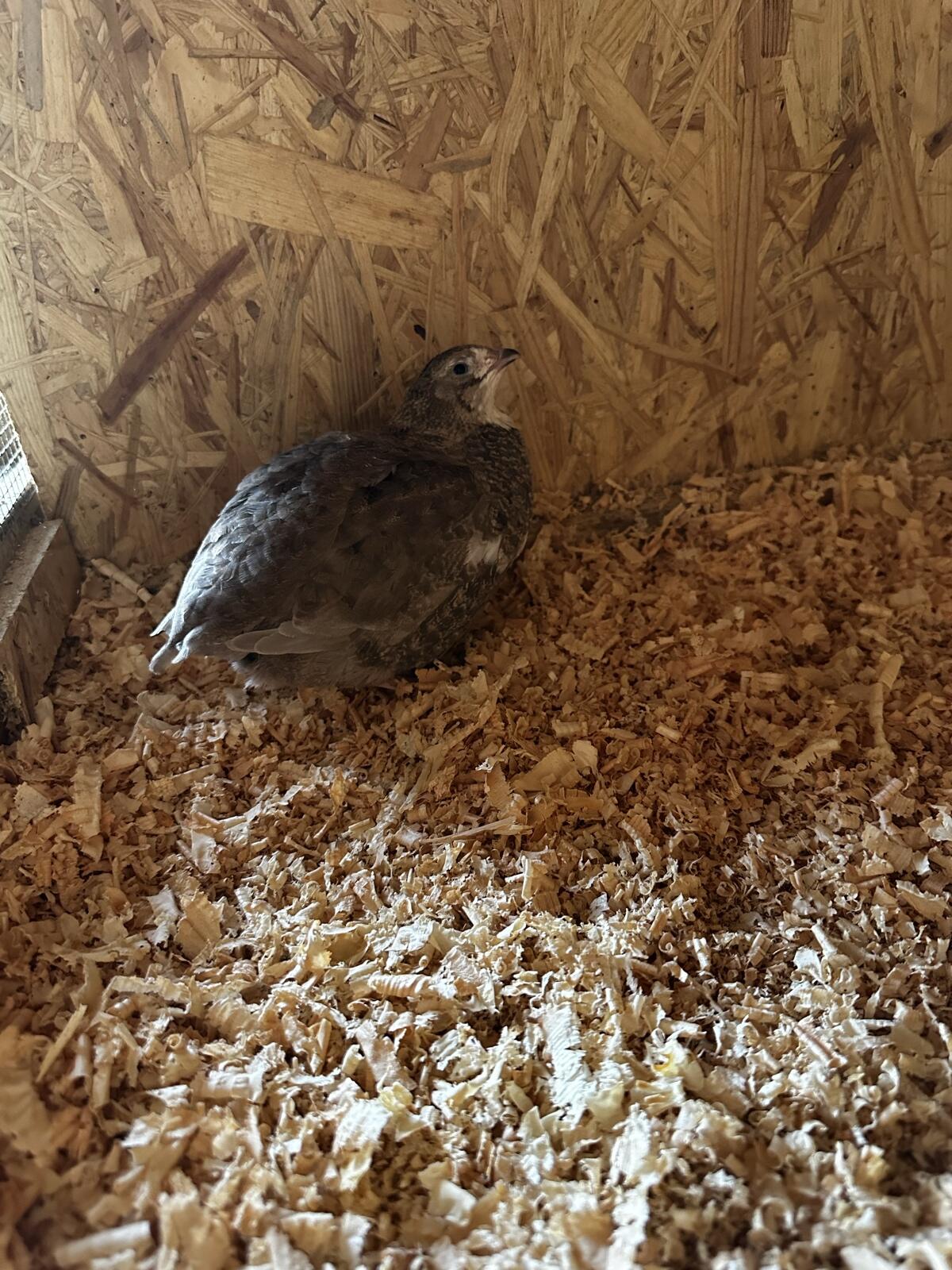 Celadon Wachtelhennen 2