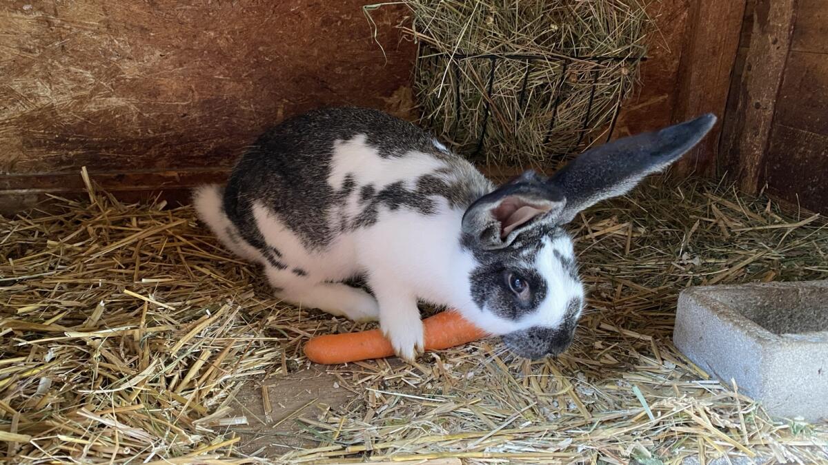 Riesenschecken Häsin 1