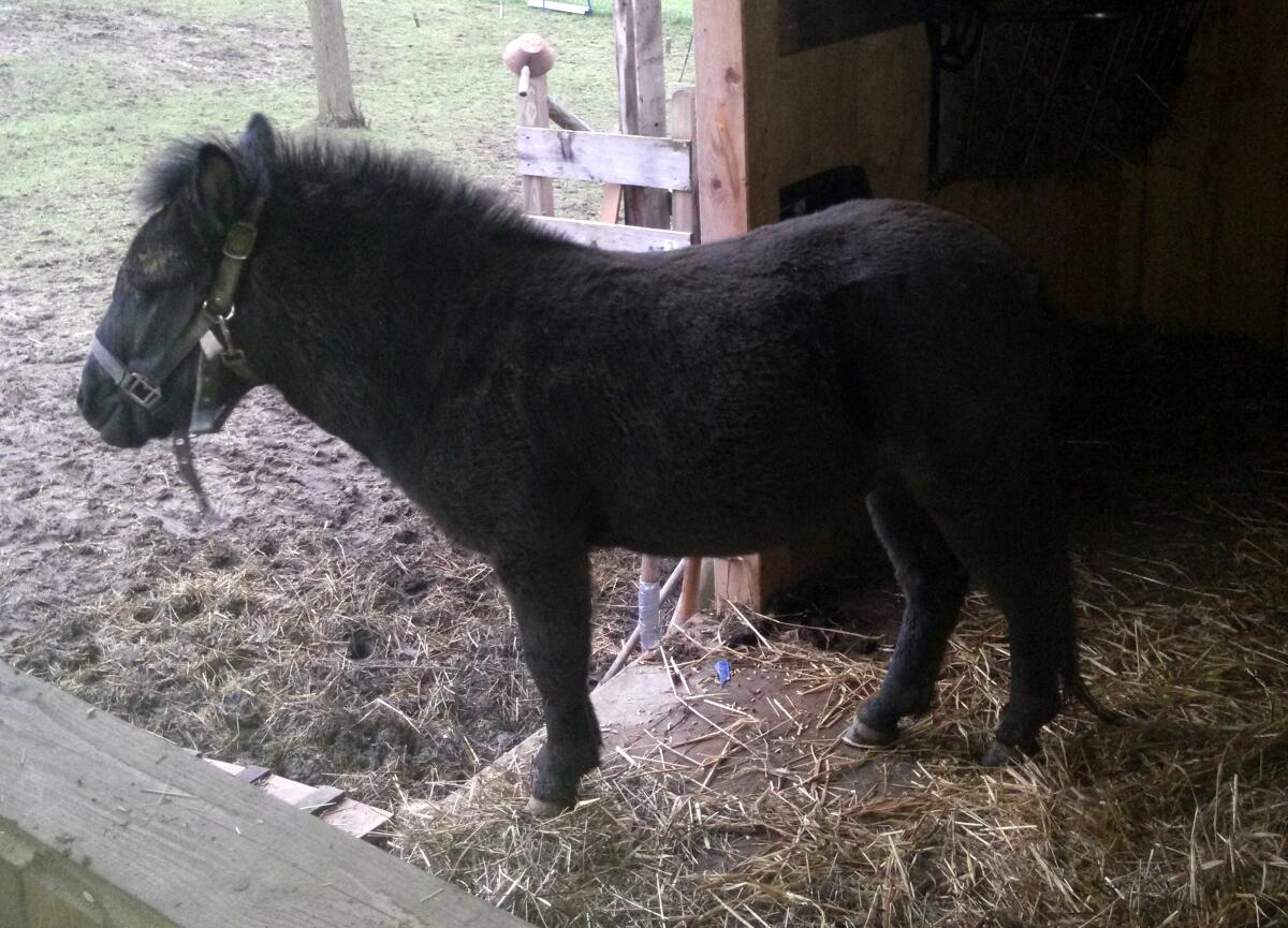 2 Routinierte Therapie-Pferde 2