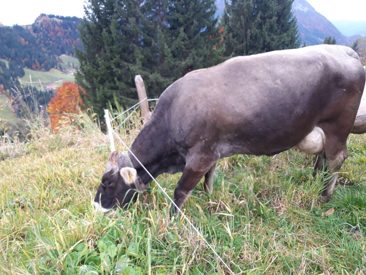 Grauvieh Kuh 1