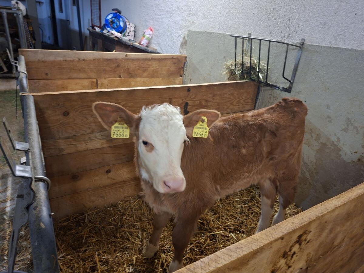 Bio Fleckvieh Zuchtkälber 1