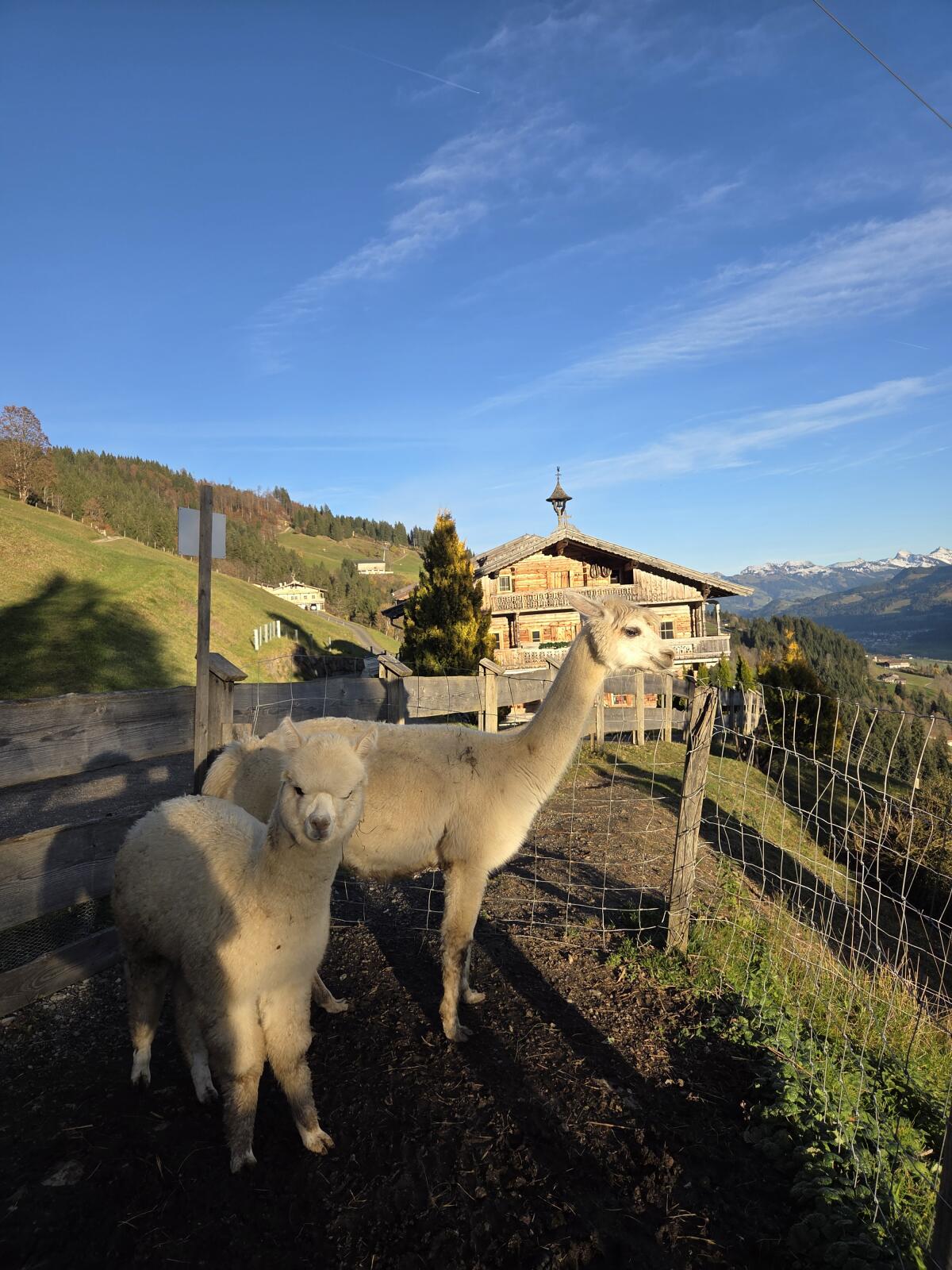 Alpaka Hengstfohlen und Stuten 3