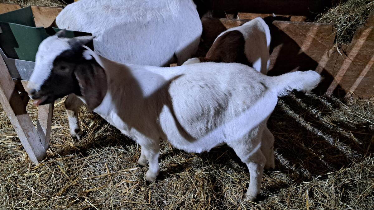 Verkaufe Buren Bock 1