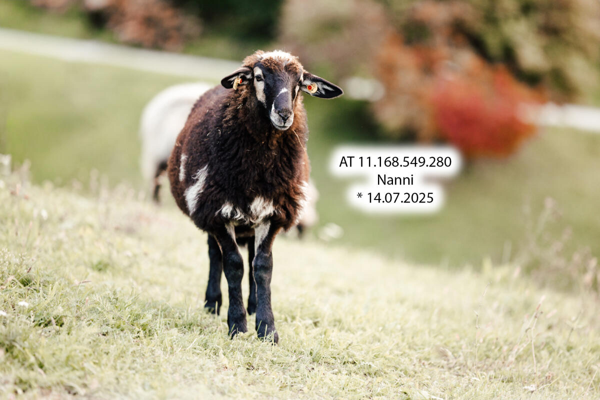 Krainer Steinschafe: Lämmer und Auen aus HBZ 2