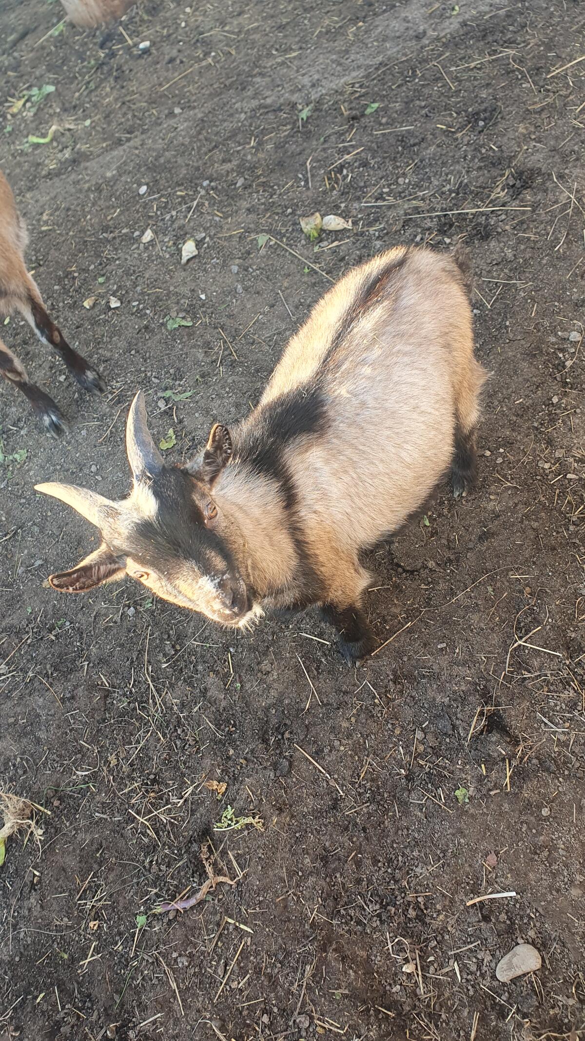 Zwergziegenkitz abzugeben 2