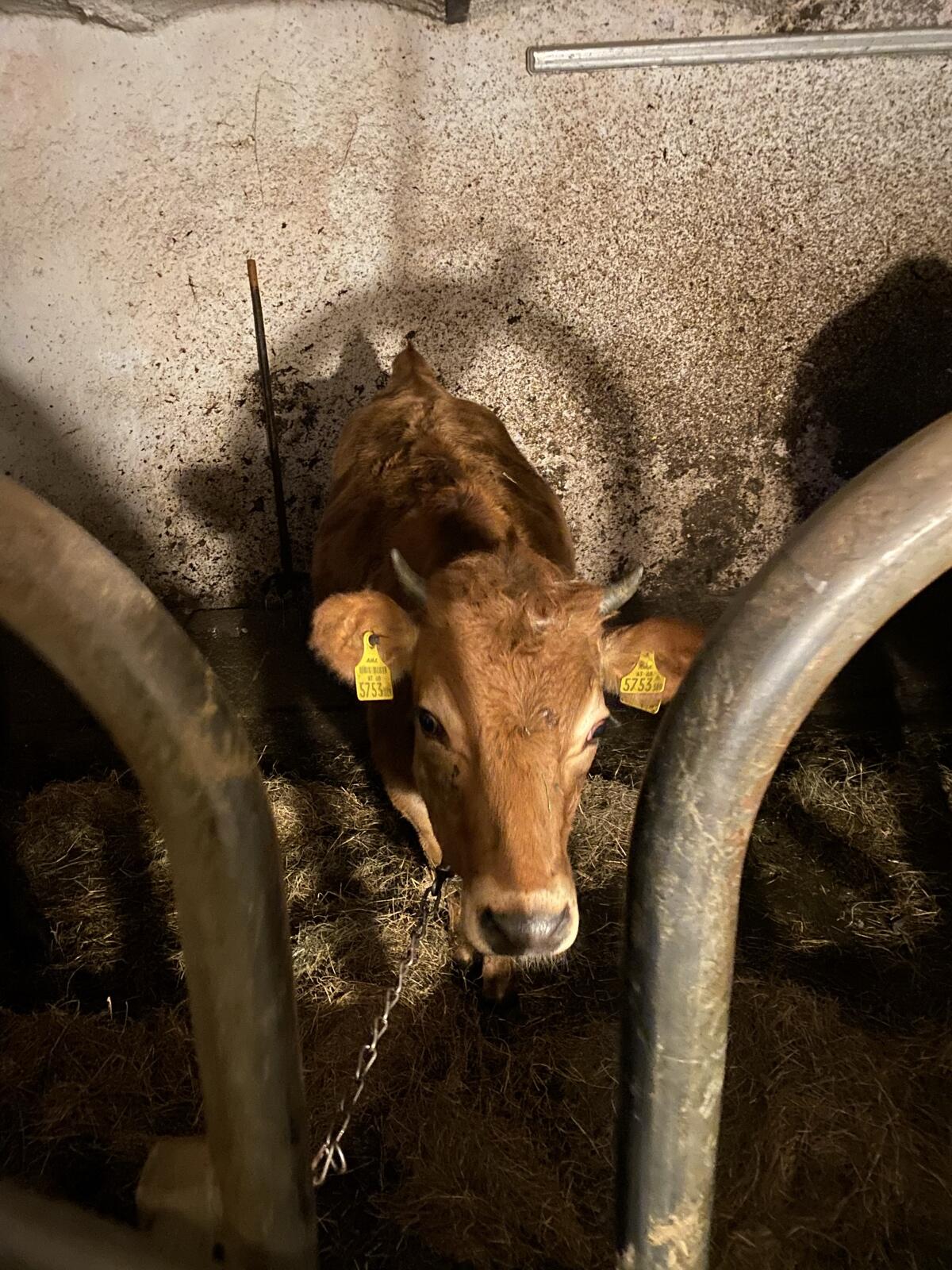 Jersey Kuhkälber 1 Jahr alt 2