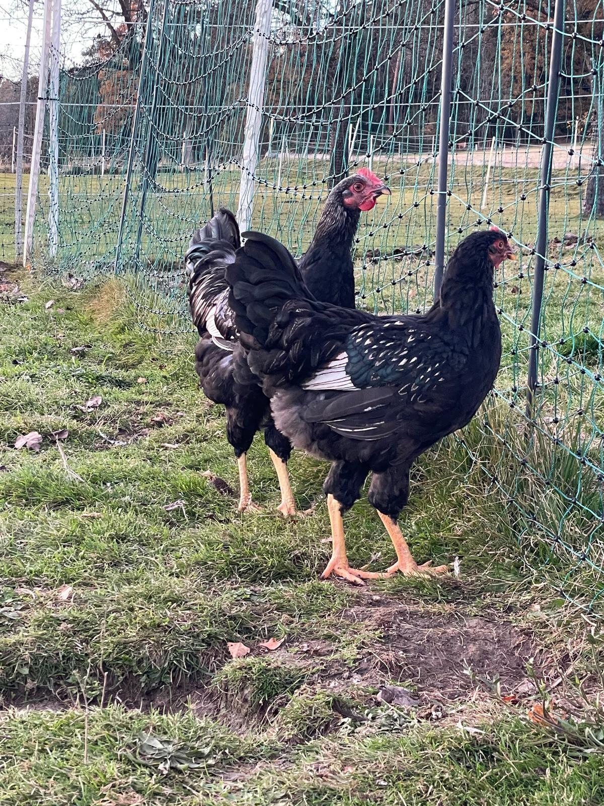 Barnevelder Junghahn 2