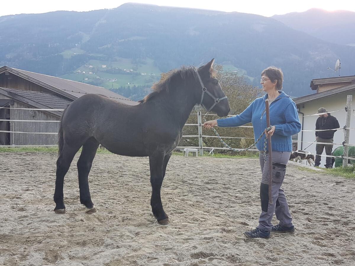 Noriker Blauschimmel 2