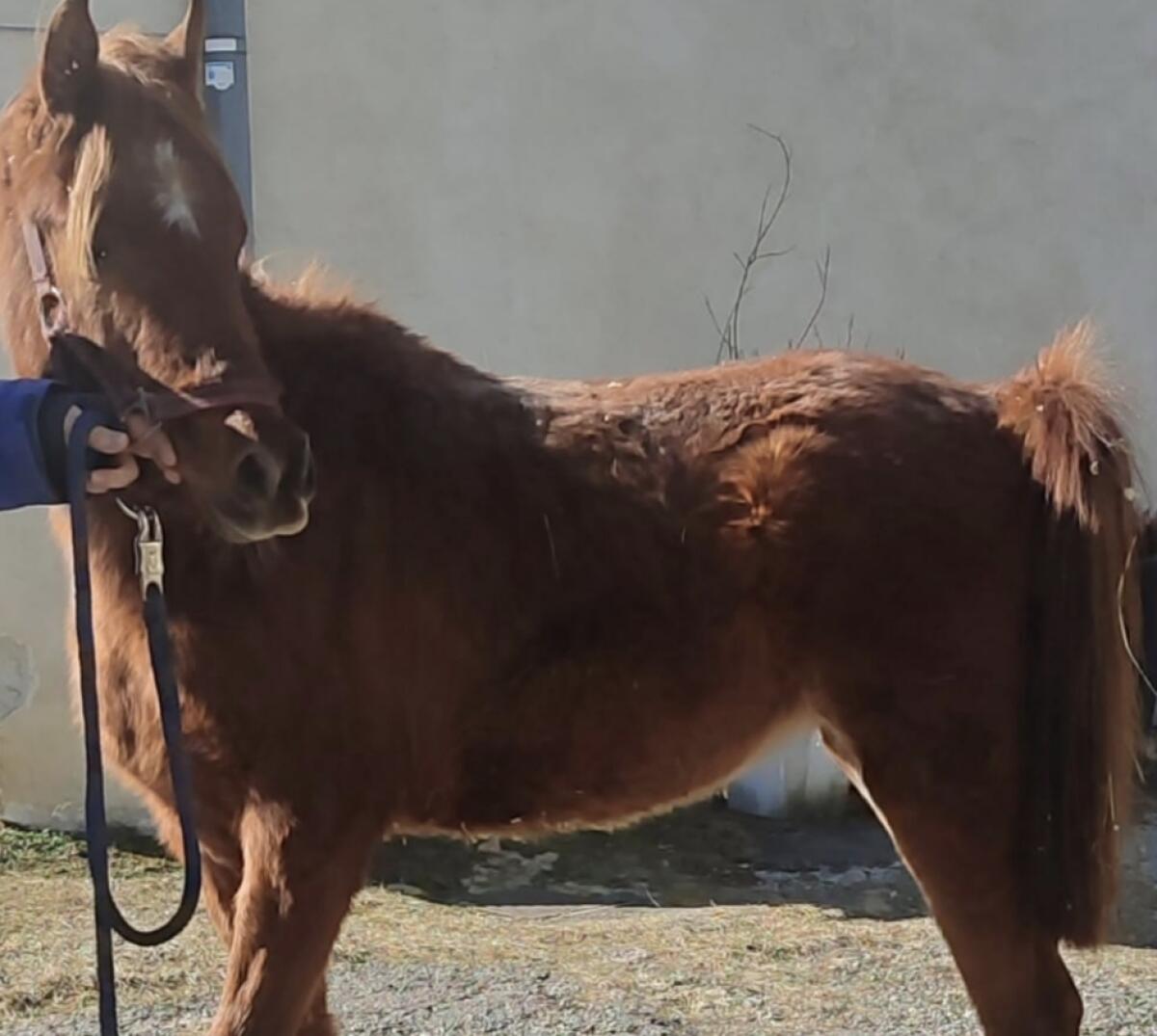 Ägyptische Araber Stute 1