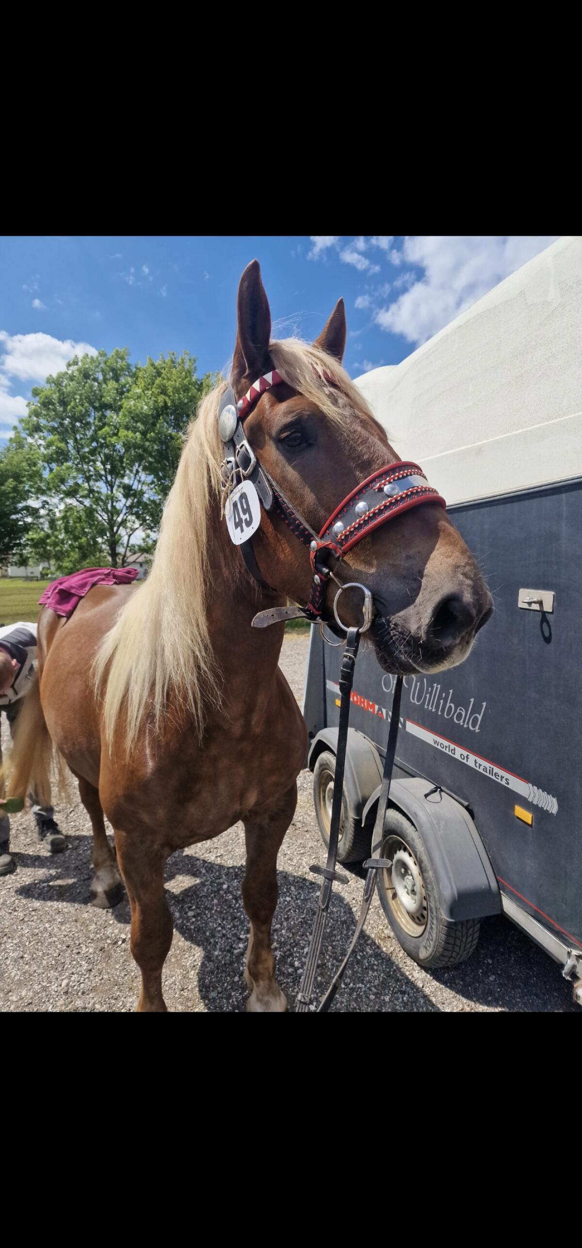 Mohrenkopfstute und Dunkelfuchswallach 2