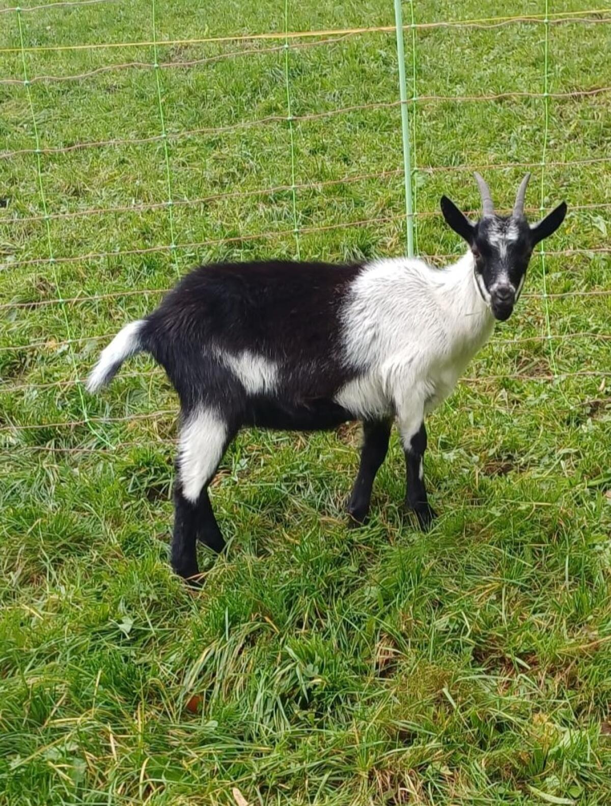Junge Ziegen Pfauenmix 3