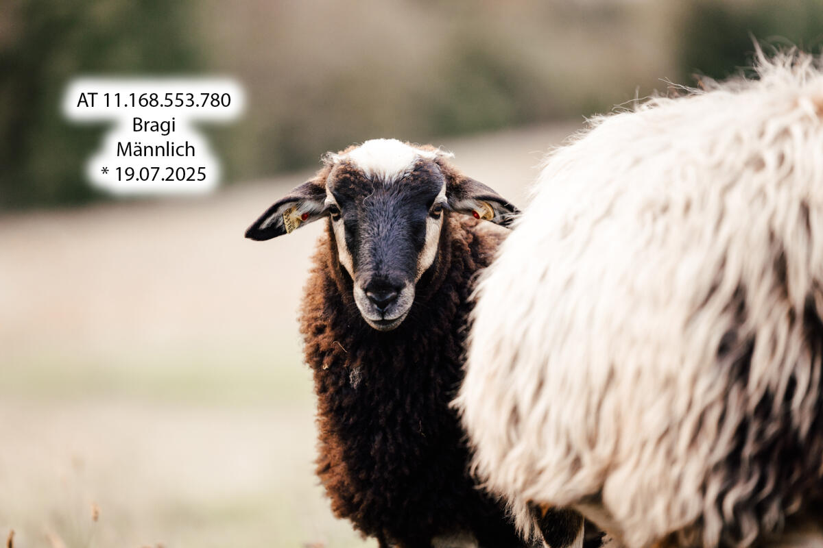 Krainer Steinschafe: Lämmer und Jungwidder aus HBZ 2