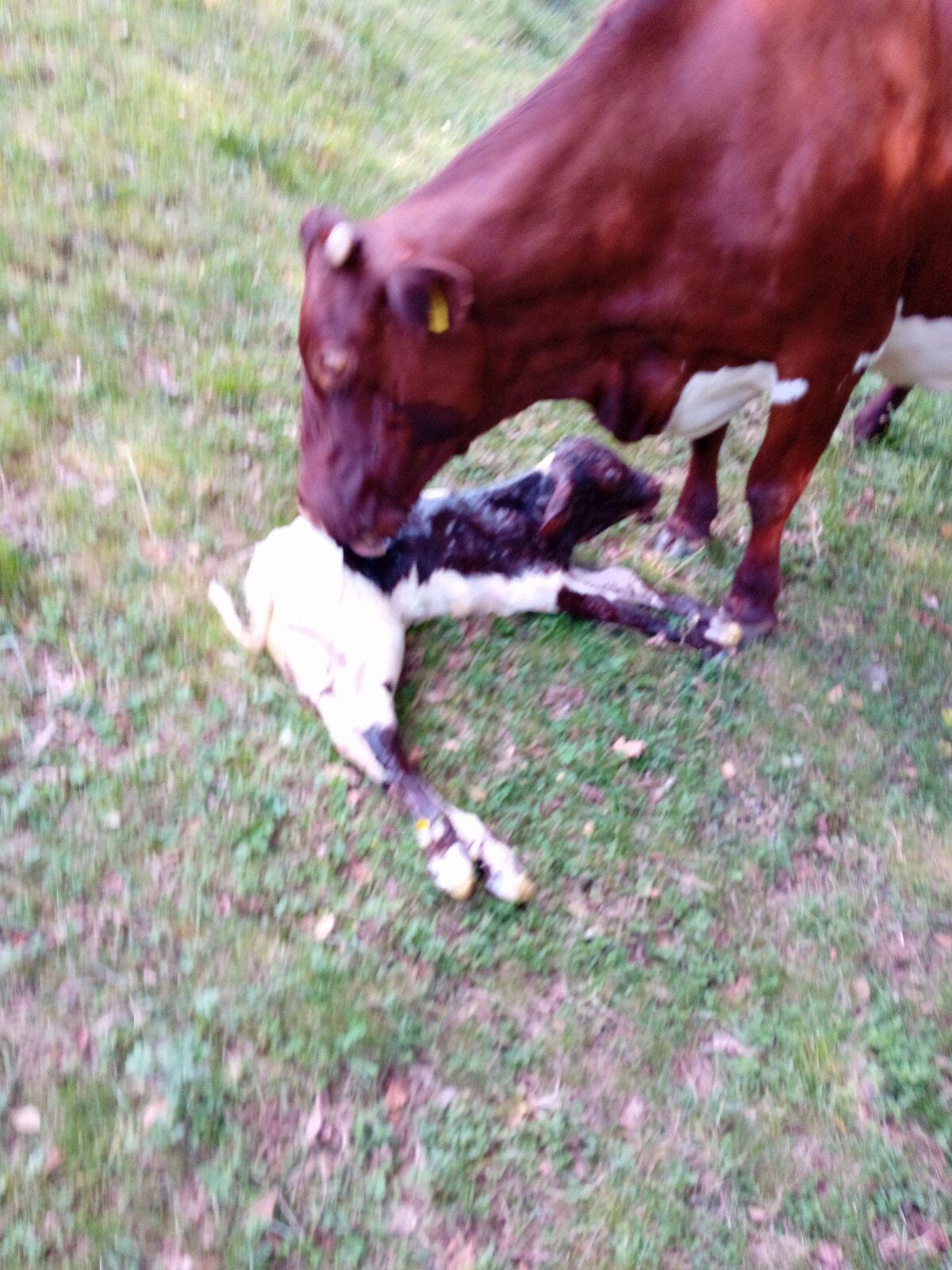 Pinzgau Kuh mit Kuhkalb 1