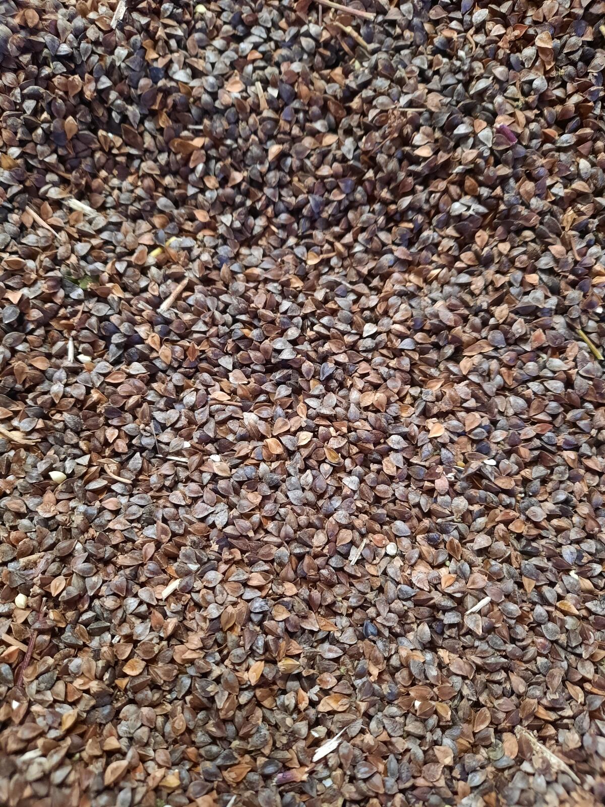 Buchweizen BIO Ernte 2025 1