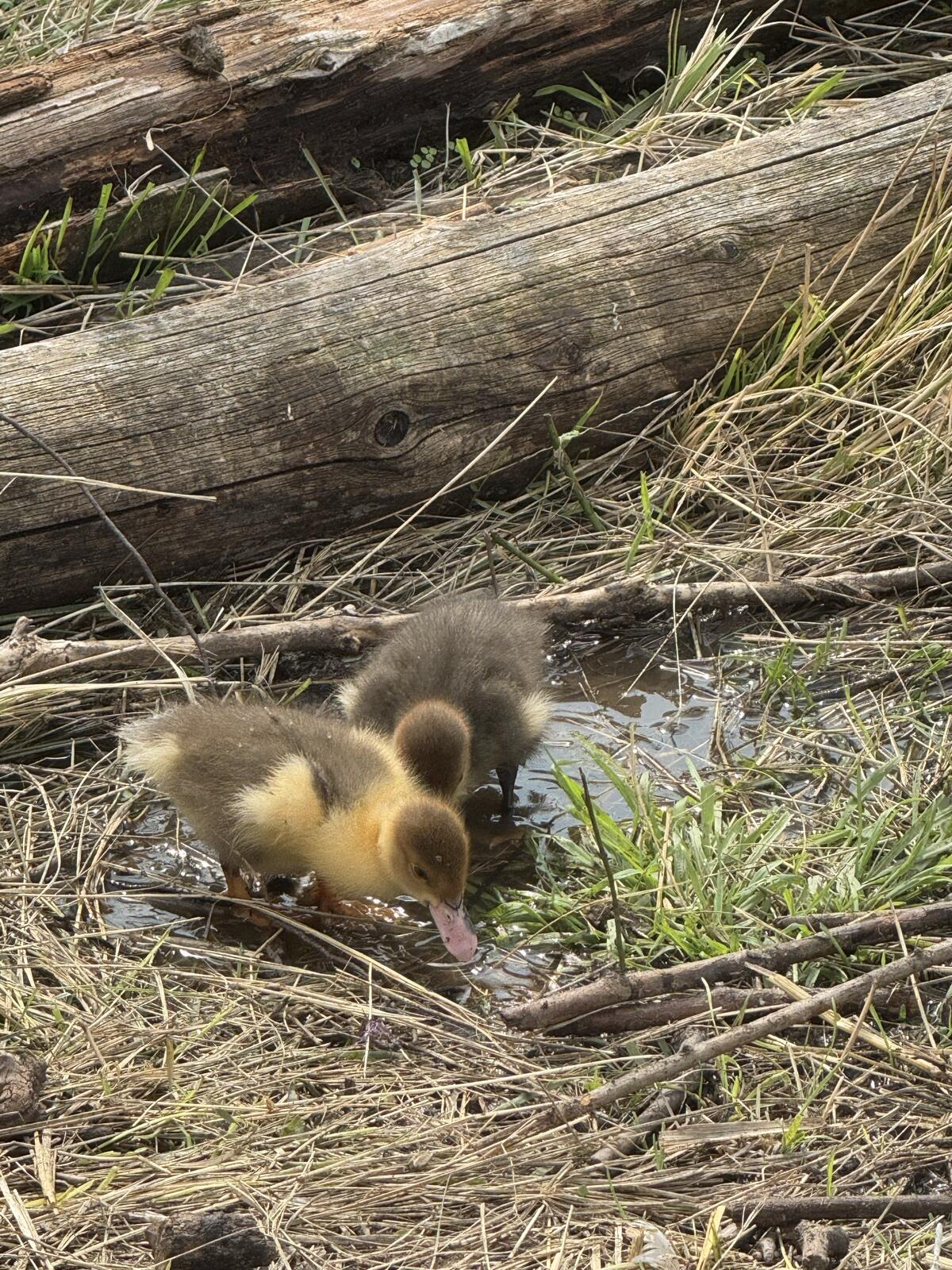 Enten (Stumm/Warzenenten) 3