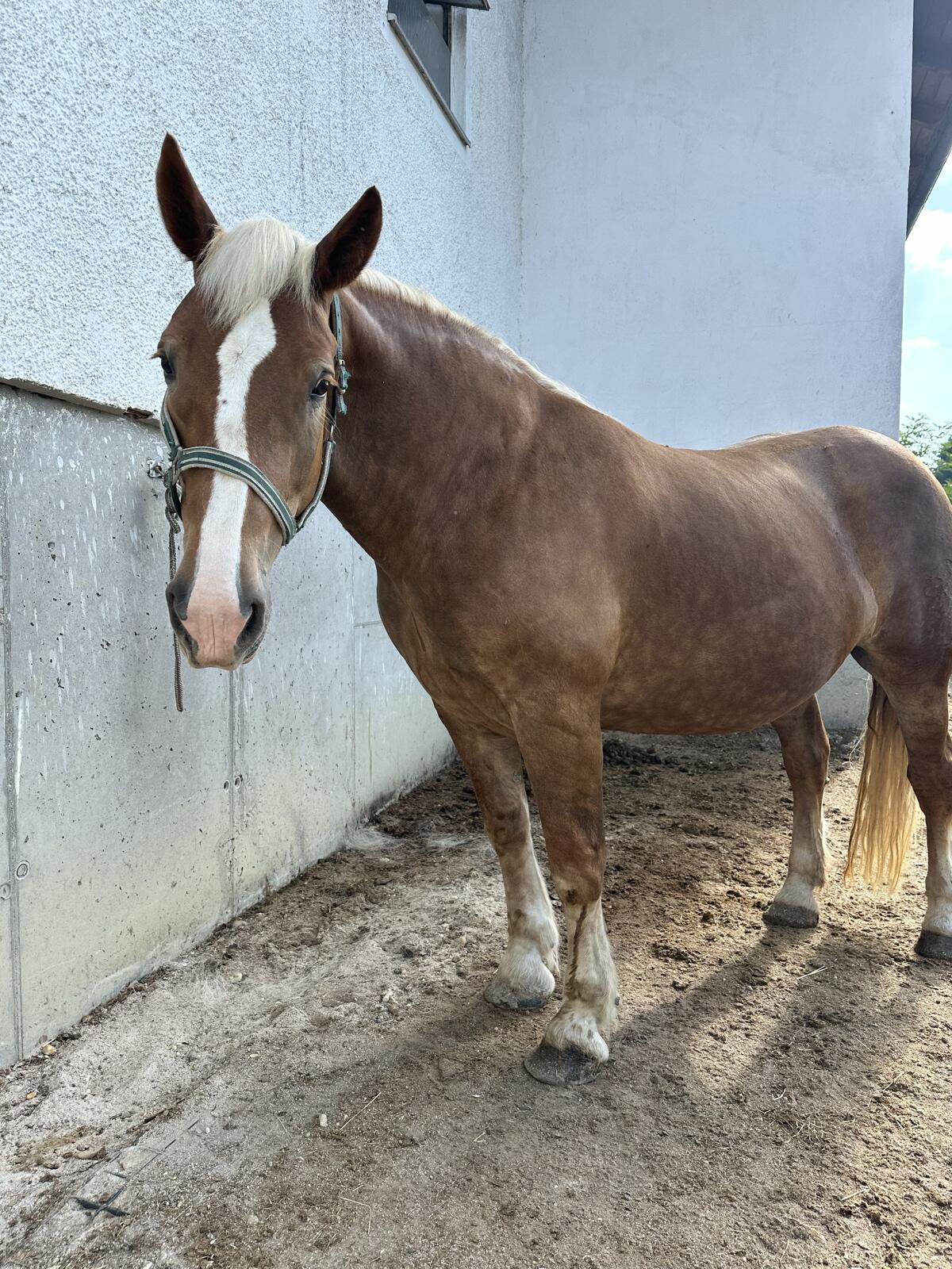 Noriker Stute sucht neues Zuhause 3