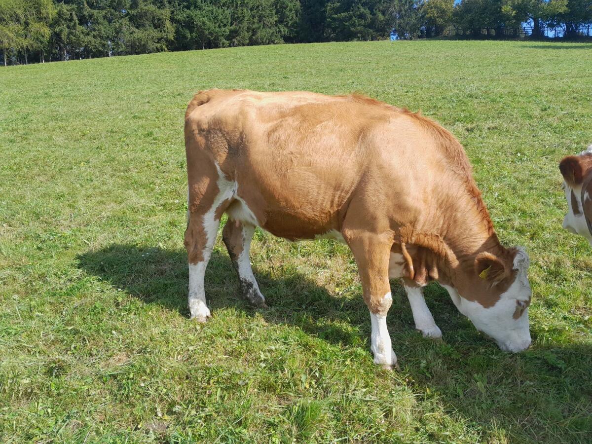 Verkaufe Bio-Kuh trächtig 3