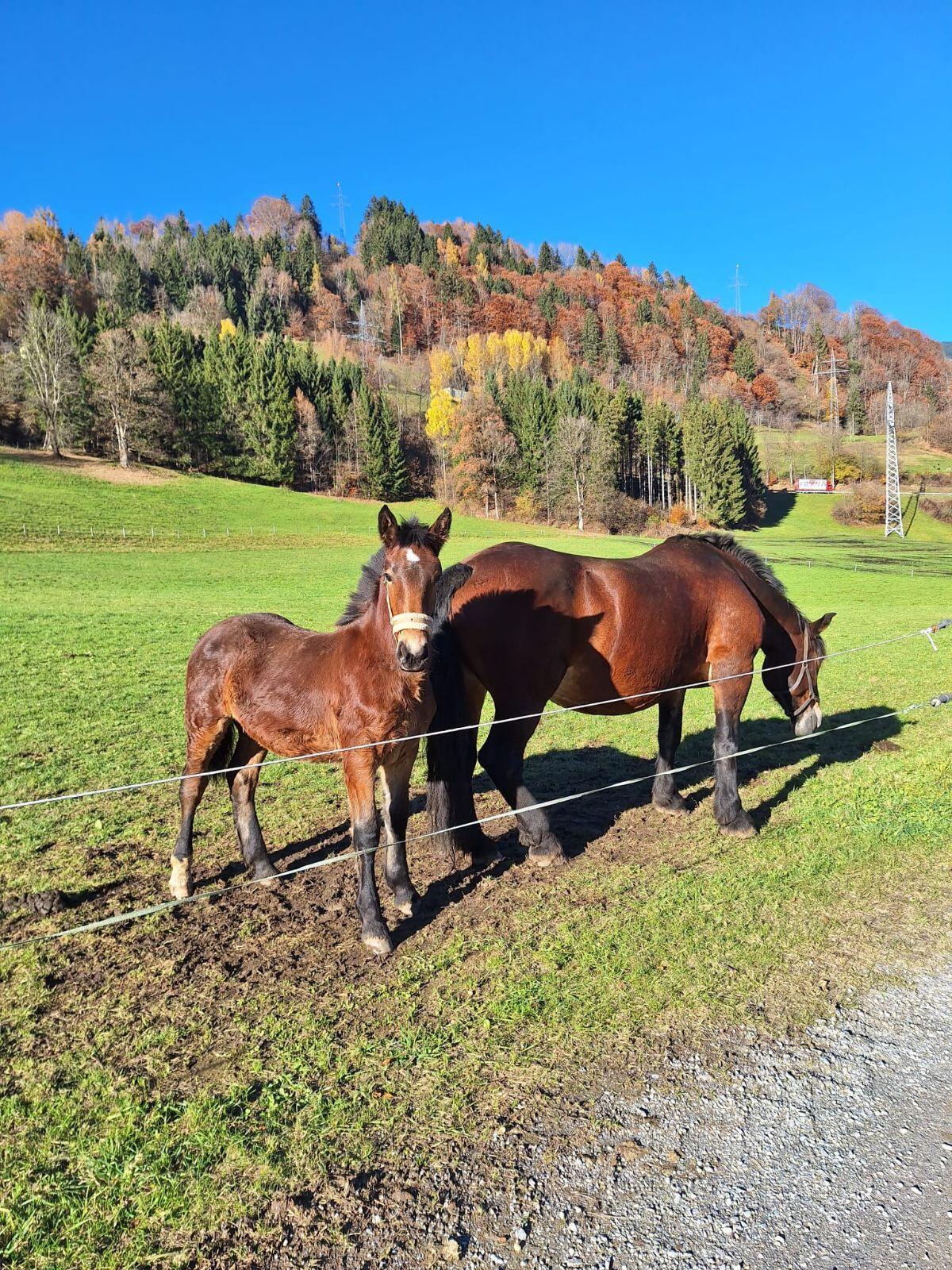 Stutfohlen zu verkaufen 1