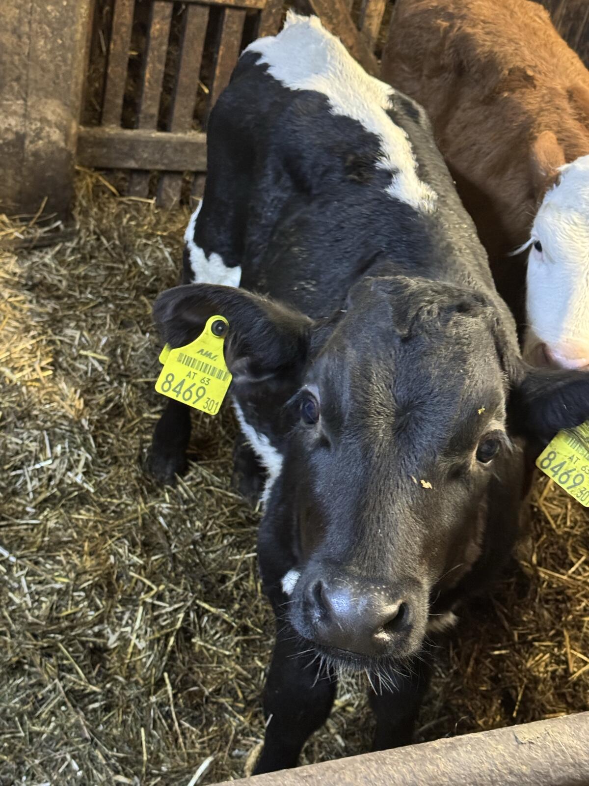 3 Stk. Bio Stierkälber 1